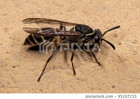 Adult Long-waisted Honey Wasp Adult Long-waisted Honey Wasp 95287233