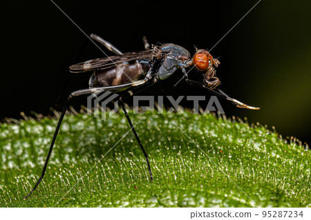 Adult Stilt-legged Fly 95287234