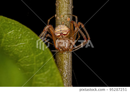 Small Male Pirate Spider 95287251