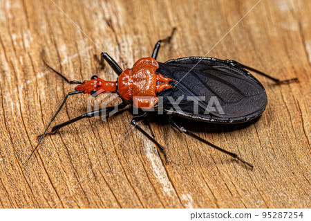 Adult Millipede Assassin Bug Adult Millipede Assassin Bug 95287254