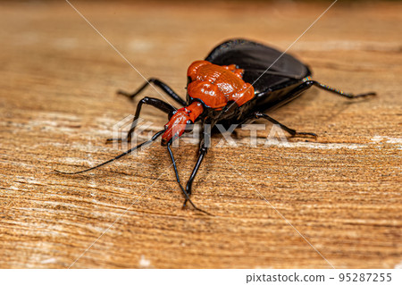 Adult Millipede Assassin Bug Adult Millipede Assassin Bug 95287255