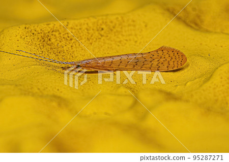 Adult Caddisfly Insect 95287271