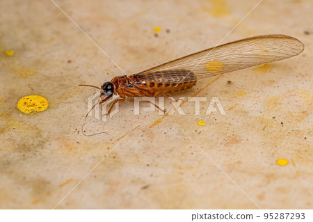 Adult Higher Termite 95287293