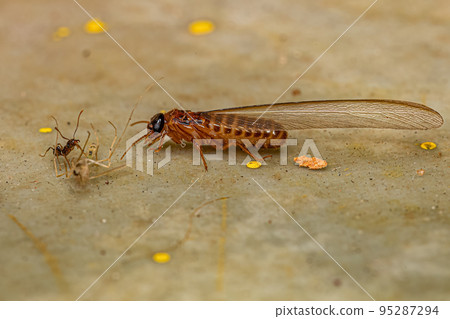 Adult Higher Termite Adult Higher Termite 95287294