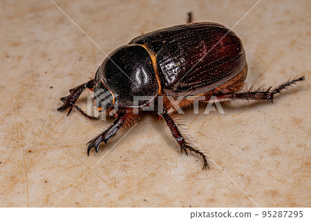 Adult Rhinoceros Beetle Adult Rhinoceros Beetle 95287295