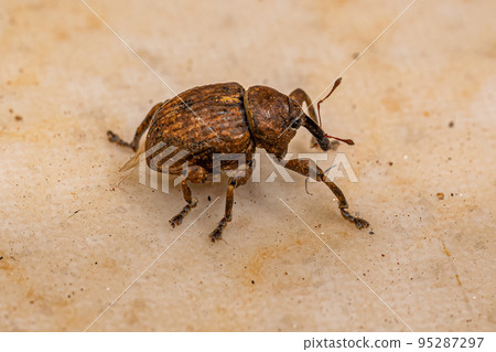 Adult True Weevil Adult True Weevil 95287297