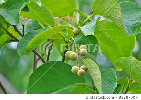 Yellow-green Hakuunboku fruit (summer, July) 95287307