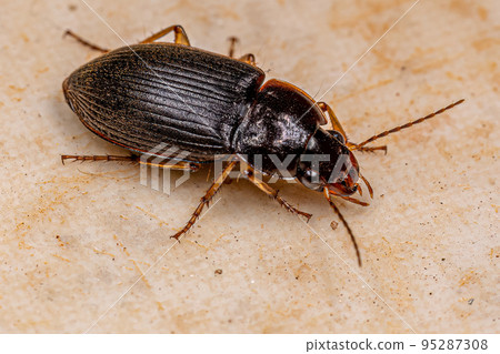 Adult Ground Beetle Adult Ground Beetle 95287308