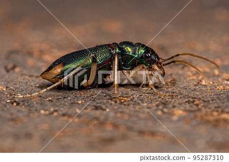 Adult Metallic Tiger Beetle 95287310