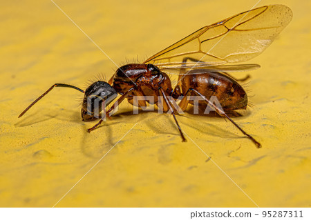 Adult Female Carpenter Queen Ant 95287311