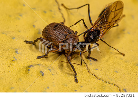 Adult Male Winged Carpenter Ant and an Adult True Weevil 95287321