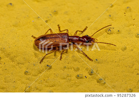Adult Ground Beetle Adult Ground Beetle 95287326