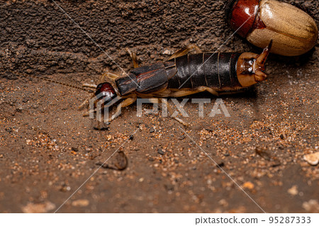 Adult Shore Earwig Adult Shore Earwig 95287333