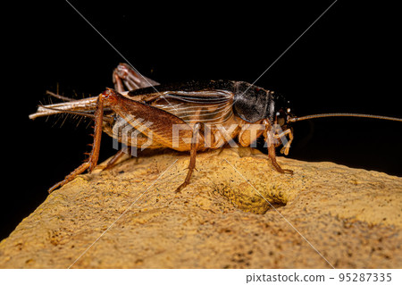 Adult Field Cricket Adult Field Cricket 95287335