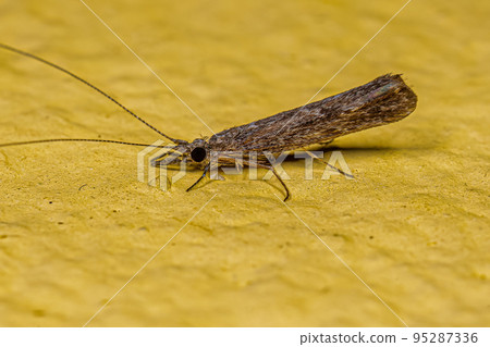 Adult Female Caddisfly Insect 95287336