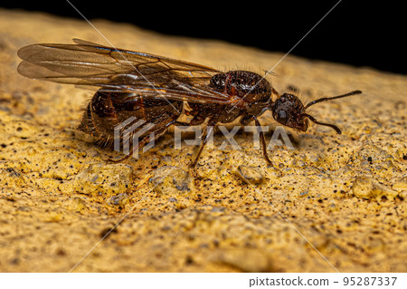 Adult Female Cocktail Ant Queen Adult Female Cocktail Ant Queen 95287337