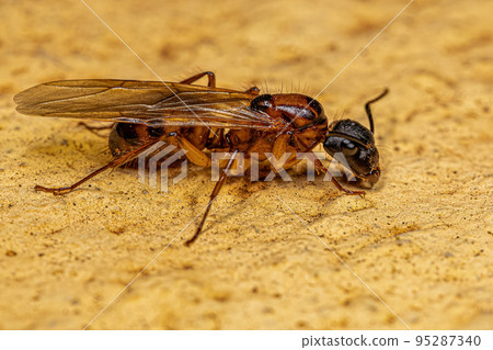 Adult Female Carpenter Queen Ant Adult Female Carpenter Queen Ant 95287340