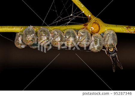 Adult Chalcidoid Wasp parasitizing stink bug eggs Adult Chalcidoid Wasp parasitizing stink bug eggs 95287346