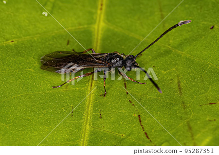 Adult Winged Male Ant Adult Winged Male Ant 95287351