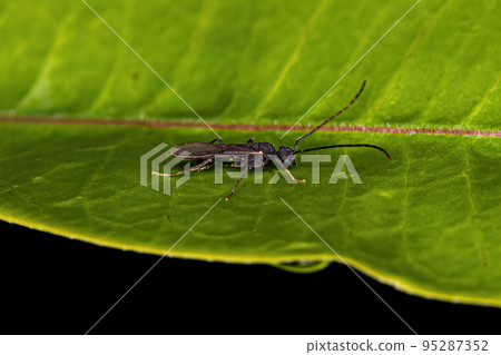 Male Adult Myrmicine Ant Male Adult Myrmicine Ant 95287352