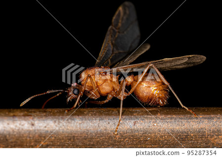Adult Winged Male Acromyrmex Leaf-cutter Ant Adult Winged Male Acromyrmex Leaf-cutter Ant 95287354