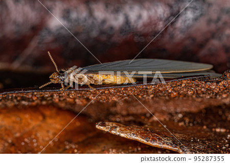 Adult Higher Termite 95287355