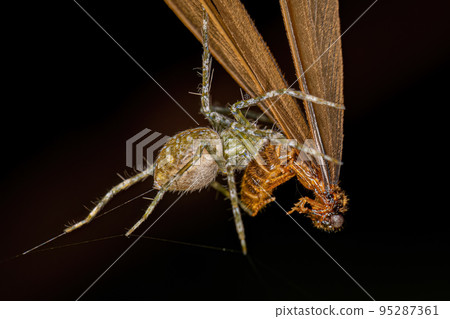 Small Nursery Web Spider Small Nursery Web Spider 95287361