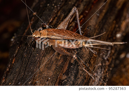 Adult True Cricket Adult True Cricket 95287363