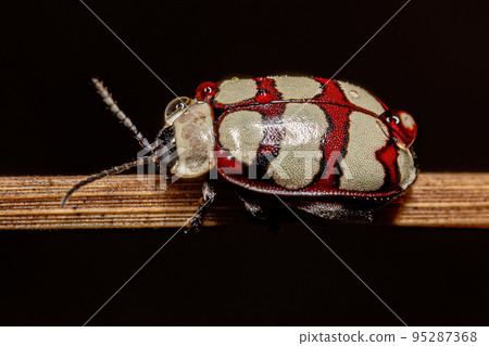 Adult Flea Beetle 95287368