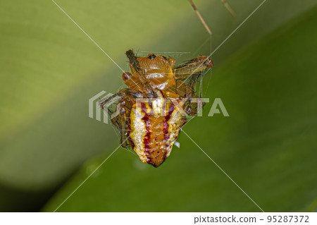Dead Adult Typical Orbweaver Spider Dead Adult Typical Orbweaver Spider 95287372