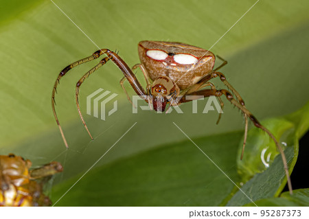 Small Female Pirate Spider Small Female Pirate Spider 95287373
