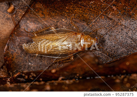 Adult Wood Cockroach Adult Wood Cockroach 95287375