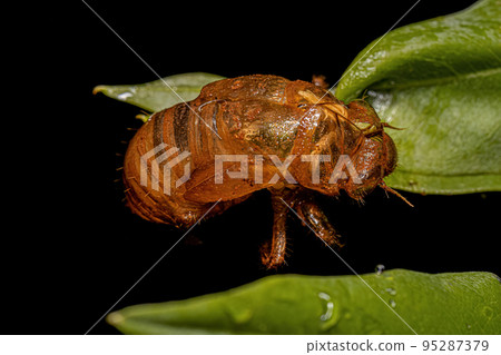 Exuvia of Typical Cicada 95287379