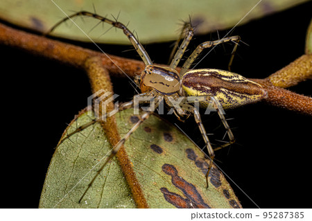 Adult Lynx Spider Adult Lynx Spider 95287385