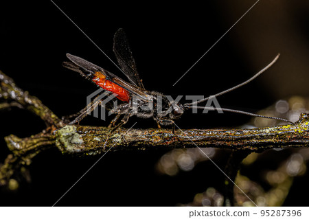 Adult Braconid Wasp Adult Braconid Wasp 95287396