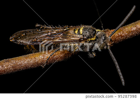 Adult Scoliid Wasp 95287398