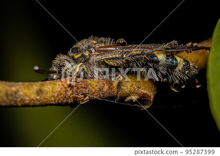 Adult Scoliid Wasp Adult Scoliid Wasp 95287399
