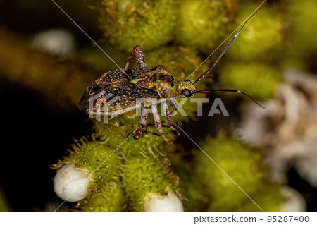 Adult Plant Bug Adult Plant Bug 95287400