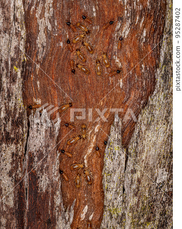 Adult Nasute Termites Adult Nasute Termites 95287402