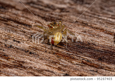 Small Jumping Spider 95287403