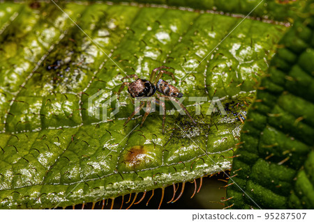 Small Jumping Spider Small Jumping Spider 95287507