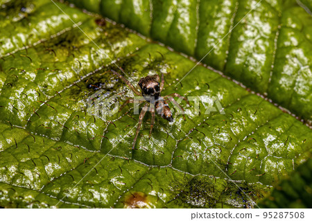 Small Jumping Spider Small Jumping Spider 95287508