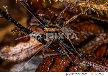 Adult Male Wolf Spider 95287509