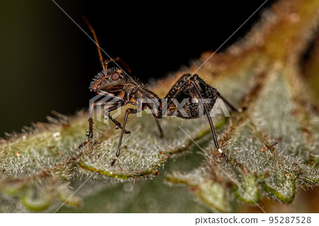 Broad-headed Bug Nymph 95287528