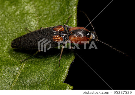 Adult Click Beetle 95287529