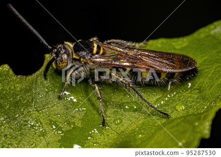 Adult Scoliid Wasp 95287530