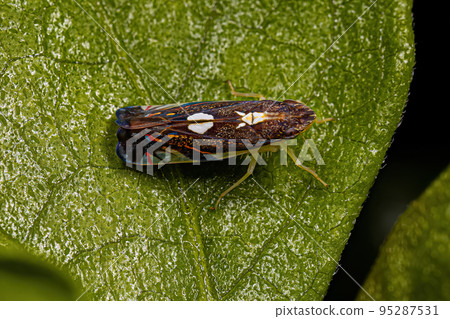 Adult Typical Leafhopper Insect Adult Typical Leafhopper Insect 95287531