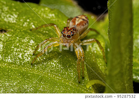 Small Jumping Spider Small Jumping Spider 95287532