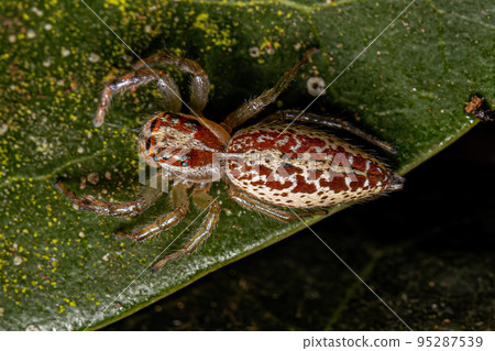 Female Adult Jumping Spider Female Adult Jumping Spider 95287539