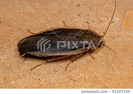 Adult Giant Cockroach Adult Giant Cockroach 95287544